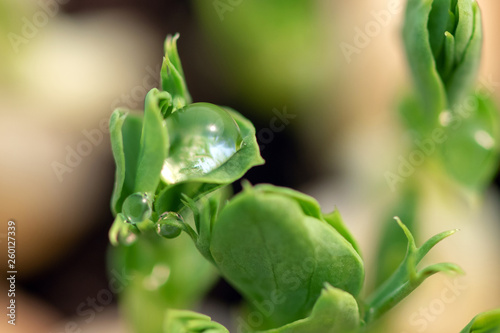 Micro green of peas