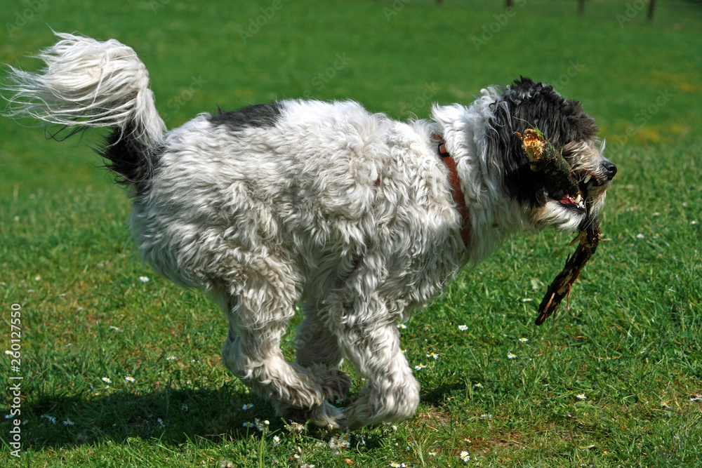 Running dog with branch