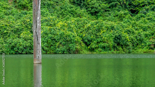 Trunk of dead ulin tree  Eusideroxylon zwageri  in the middle of a lake in East kalimantan  Borneo