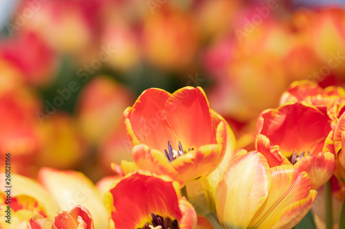 Orange and yellow cut tulips.