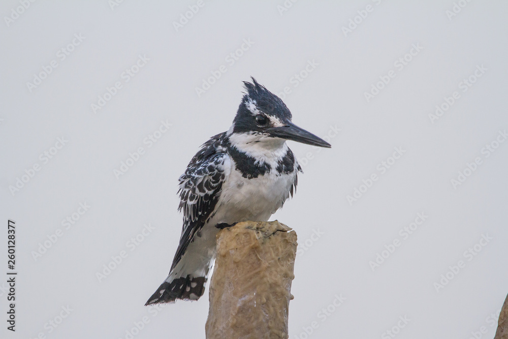 Obraz premium Pied perched on a pole
