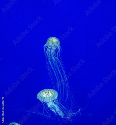 Jelly fish in nature swiming in deep water with the blue background and long tentacles spread around © Souvik