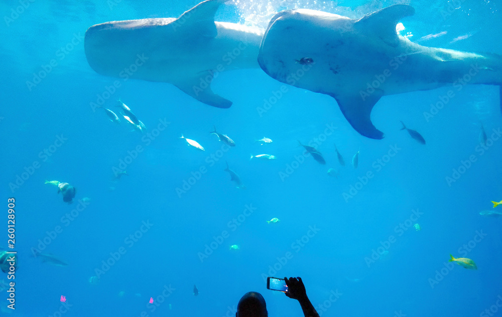 Obraz premium Man taking picture of fish in exotic aquarium with the blue background with green coral