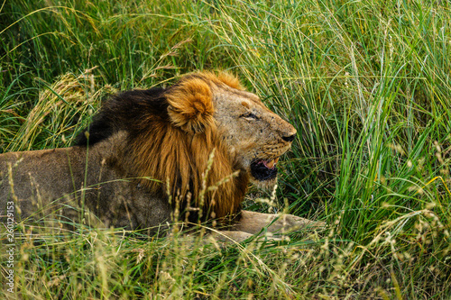 Male lion resting in the shade to escape the heat 