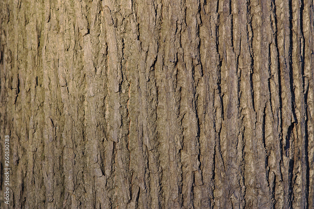 Texture - tree bark Texture - tree bark
