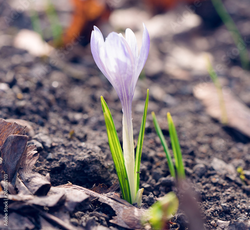 Krokus crocus kwiat plant flower blomst  photo