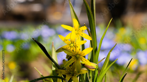 Gagea lutea, złoć żółta,  kwiat, blomst, flower photo