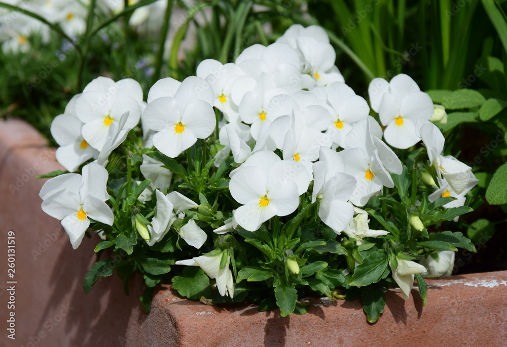 Obraz premium Weiße Stiefmütterchen im Topf - Topfpflanze und Gartenpflanze