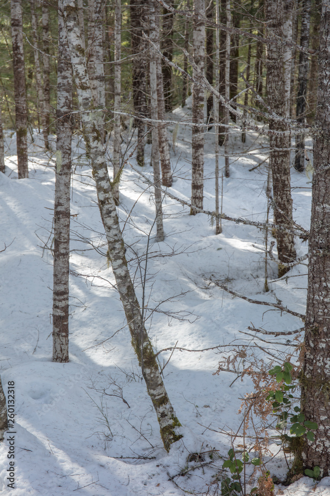 Fototapeta premium snow forest in Oregon