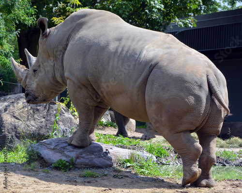 The white rhinoceros or square-lipped rhinoceros is the largest extant species of rhinoceros.  It has a wide mouth used for grazing and is the most social of all rhino species photo