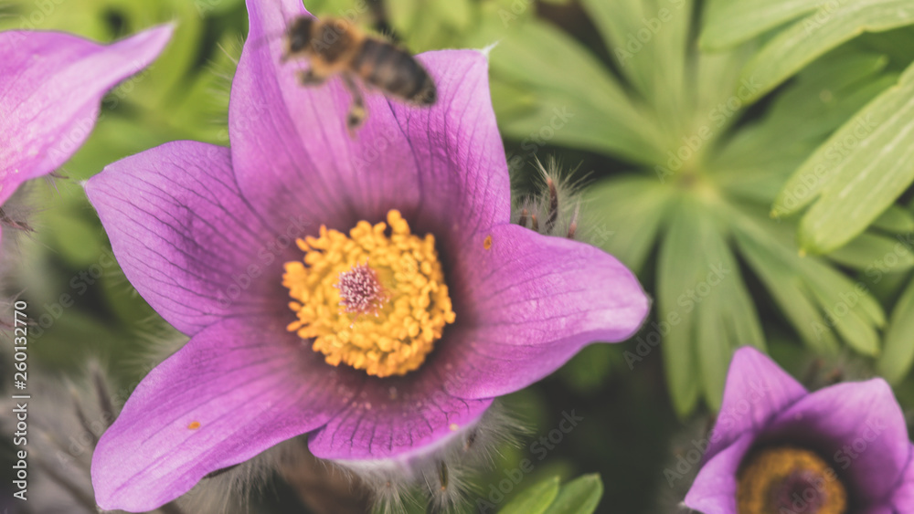 Sasanka, zwyczajna, alpejska ,Pulsatilla, vulgaris,Pulsatilla vulgaris, kwiat, blomst, flower, eukarionity, naczyniowe, nasienne, euphyllophyta, jaskrowce, jaskrowate Sasanka, zwyczajna, alpejska ,Pulsatilla, vulgaris,Pulsatilla vulgaris, kwiat, blomst, flower, eukarionity, naczyniowe, nasienne, euphyllophyta, jaskrowce, jaskrowate