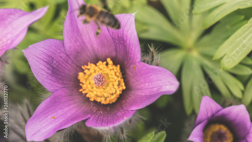 Sasanka, zwyczajna, alpejska ,Pulsatilla, vulgaris,Pulsatilla vulgaris, kwiat, blomst, flower, eukarionity, naczyniowe, nasienne, euphyllophyta, jaskrowce, jaskrowate