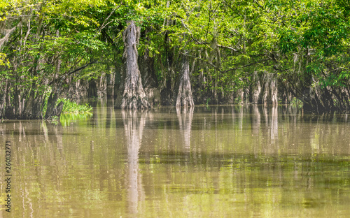 Forests in swamp under cloudy sky	