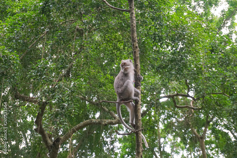 Fototapeta premium Macaque sitting on the tree, Monkey Forest in Ubud, Bali