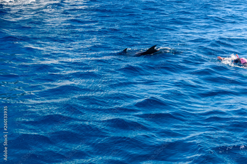 Fototapeta premium Young man snorkeling in Red sea and watching the dolphin