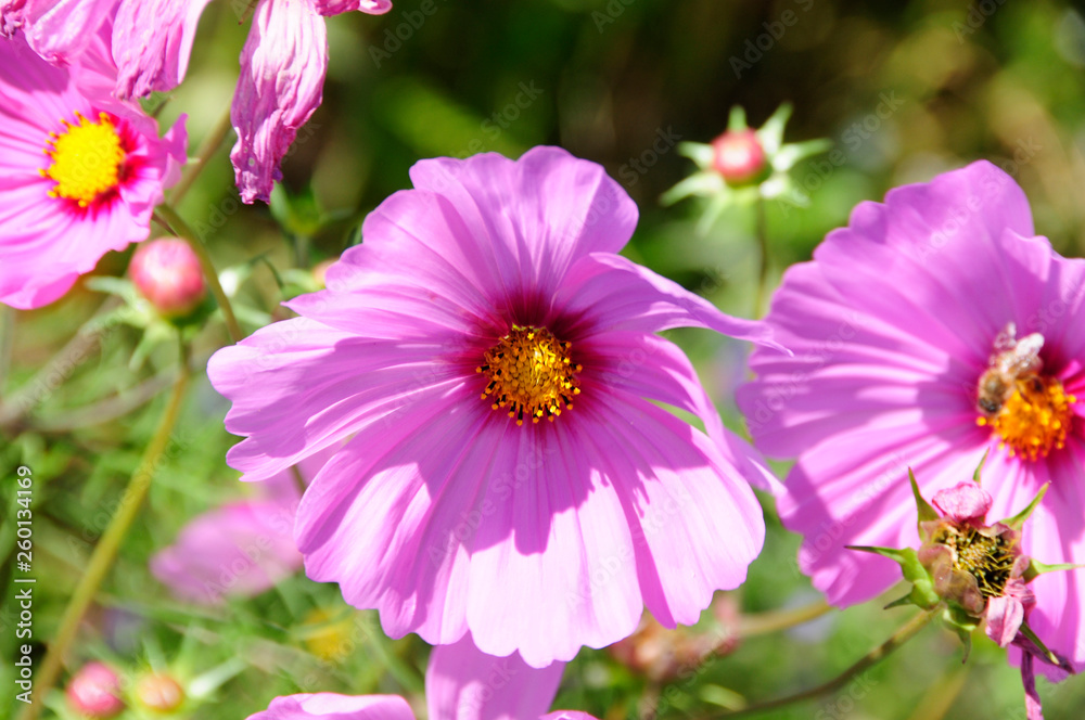 Obraz premium Cosmea