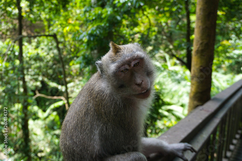 An adorable macaque monkey having a good time on a bench, while posing for the camera in Ubud, Bali