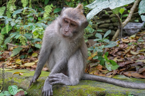 Portrait of Monkey male relax sit on the rock in forest, Monkey Forest Ubud, Bali, Indonesia