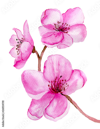 Watercolor  pink cherry blossom isolated on white background. Hand painted flower illustration.