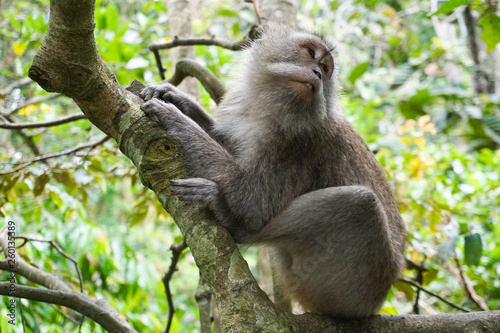 Macaque sitting on the tree, Monkey Forest in Ubud, Bali