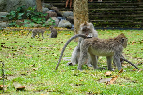 Two monkeys helps to get rid of fleas to another, Bali