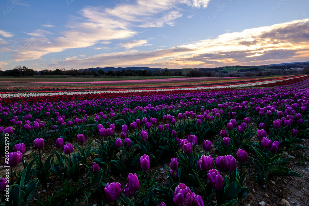 Obraz premium Champ de tulipes en Provence, France. Tulipes violets au premier plan. Coucher de soleil. Ciel avec de nuages.