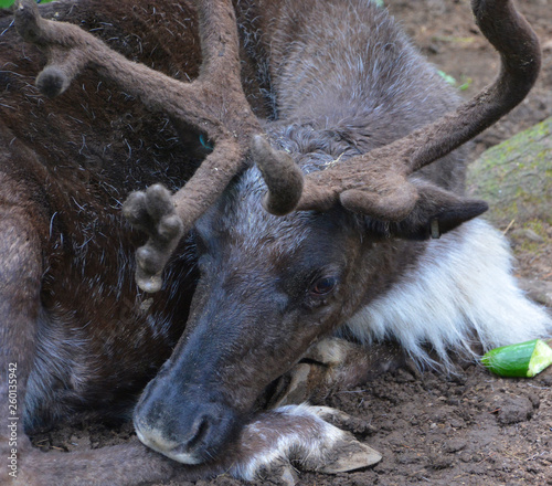 The reindeer, caribou in North America is a species of deer, native to arctic, subarctic, tundra, boreal, and mountainous regions of northern Europe, Siberia, and North America. photo