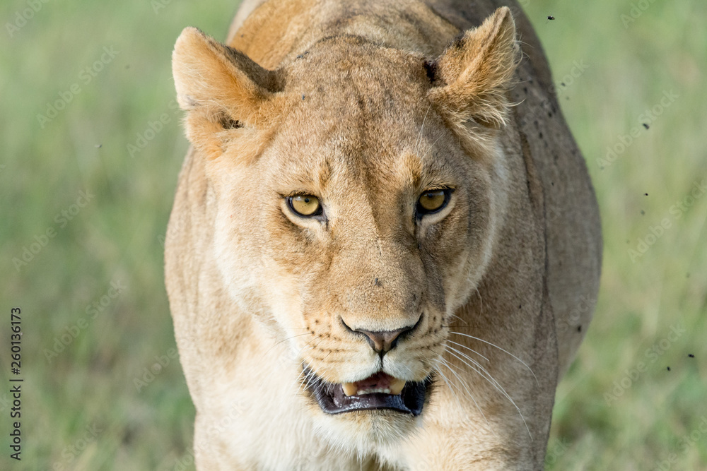 Lion in Ngorongoro Lion in Ngorongoro