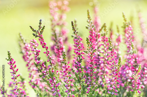 Heather flowers. Bright natural yellow-green background. 