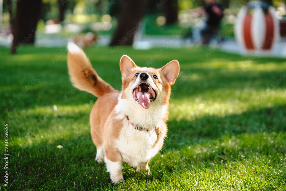 Happy and active purebred Welsh Corgi dog outdoors in the grass Happy and active purebred Welsh Corgi dog outdoors in the grass