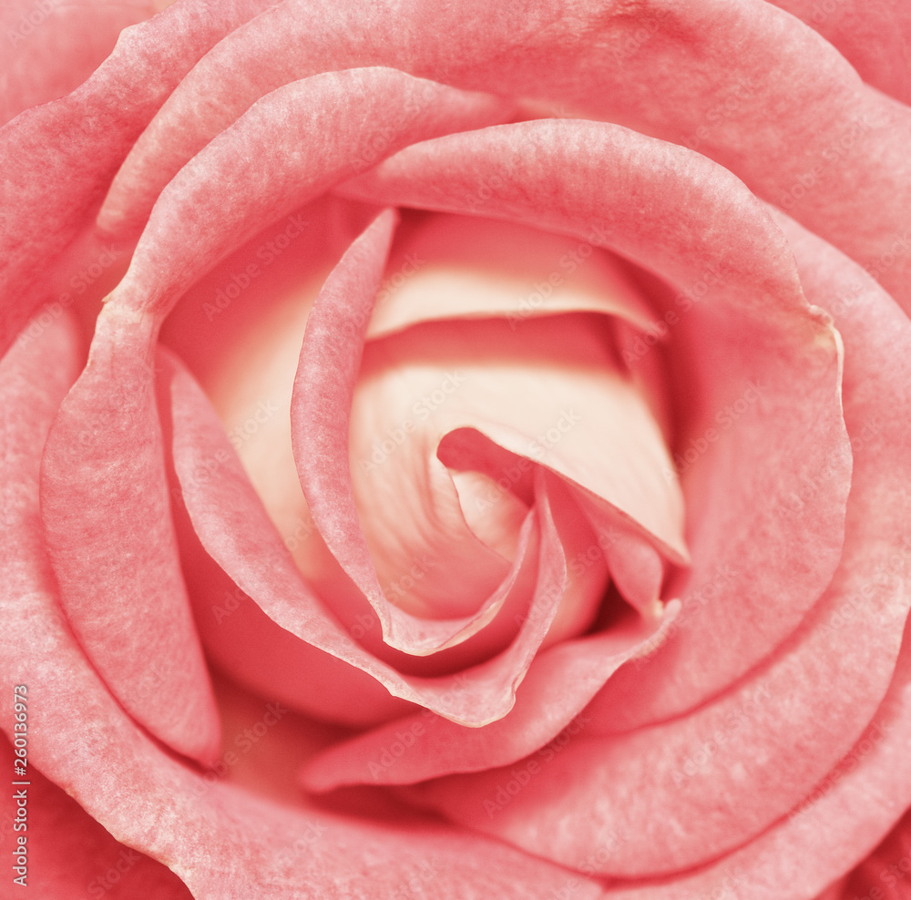 Vibrant fresh red rose close up. Rose head macro photo background. Template or mock up. Top view. Vibrant fresh red rose close up. Rose head macro photo background. Template or mock up. Top view.