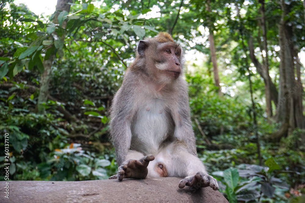 Portrait of Monkey male relax sit on the rock in forest, Monkey Forest Ubud, Bali, Indonesia