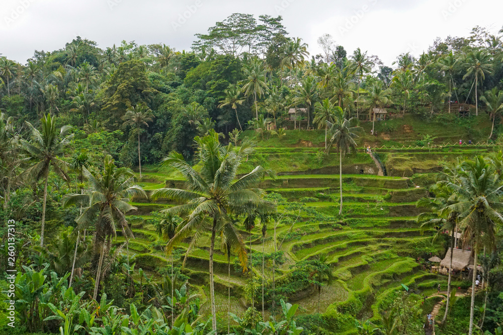 Tegallalang Rice Terrace fields - Ubud - Bali - Indonesia Tegallalang Rice Terrace fields - Ubud - Bali - Indonesia