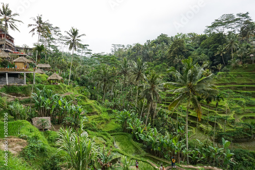 Tegallalang Rice Terrace fields - Ubud - Bali - Indonesia © Yakup