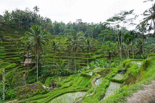 Tegallalang Rice Terrace fields - Ubud - Bali - Indonesia © Yakup