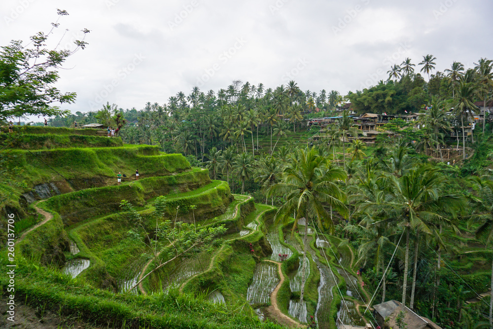 Tegallalang Rice Terrace fields - Ubud - Bali - Indonesia