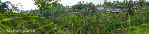 Panaromic view of Tegallalang Rice Terrace fields - Ubud - Bali - Indonesia