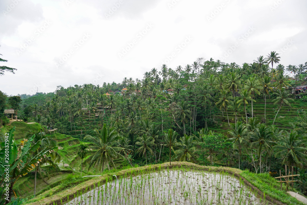 Tegallalang Rice Terrace fields - Ubud - Bali - Indonesia Tegallalang Rice Terrace fields - Ubud - Bali - Indonesia