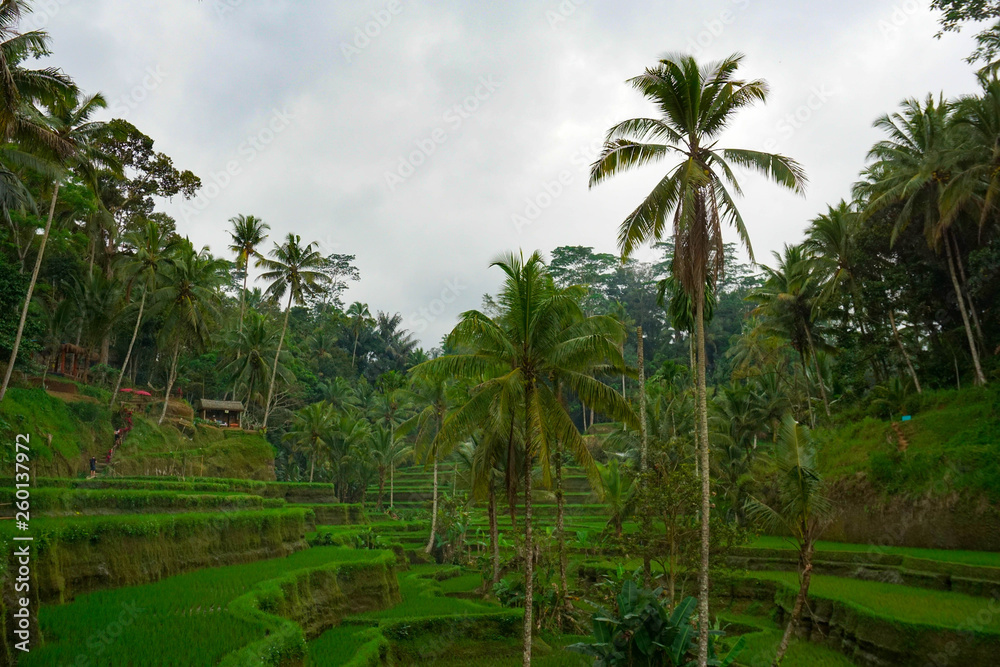 Green rice terraces in rice fields on mountain near Ubud, tropical island Bali, Indonesia, Tegallalang