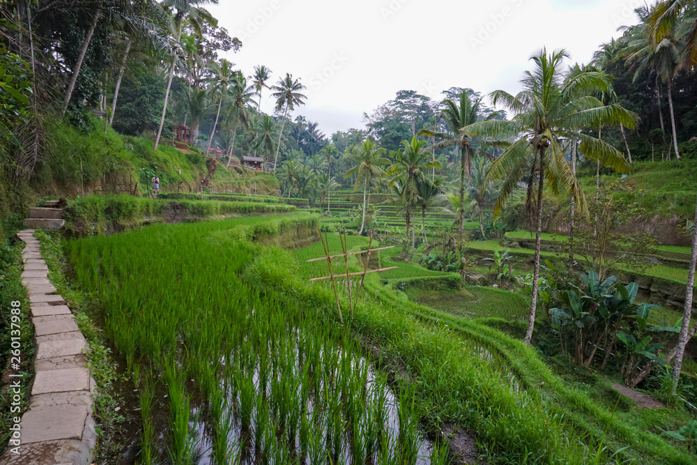 Green rice terraces in rice fields on mountain near Ubud, tropical island Bali, Indonesia, Tegallalang Green rice terraces in rice fields on mountain near Ubud, tropical island Bali, Indonesia, Tegallalang