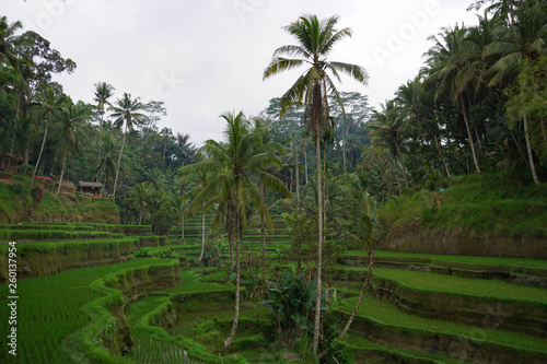 Green rice terraces in rice fields on mountain near Ubud, tropical island Bali, Indonesia, Tegallalang
