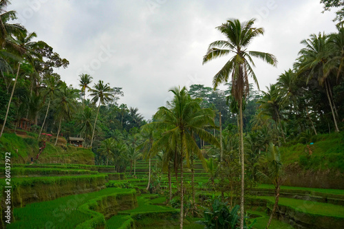 Fototapeta Naklejka Na Ścianę i Meble -  Green rice terraces in rice fields on mountain near Ubud, tropical island Bali, Indonesia, Tegallalang