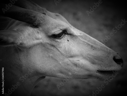The common eland, also known as the southern eland or eland antelope, is a savannah and plains antelope found in East and Southern Africa. It is a species of the family Bovidae and genus Taurotragus photo