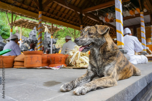 Small cute dog is relaxing near Ubud Hindu temple, Bali island, Indonesia, Bali, Indonesia, 18.08.2018