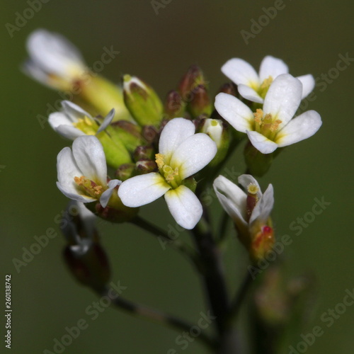Thale cress (Arabidopsis thaliana) blossoms and buds macro picture