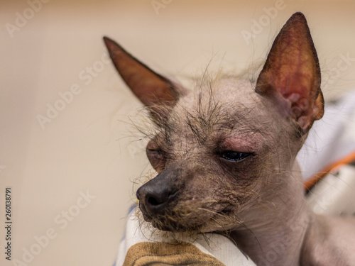 Little black-brown Peruvian Hairless Dog is lying on the sofa. Trained dog. Soft focus