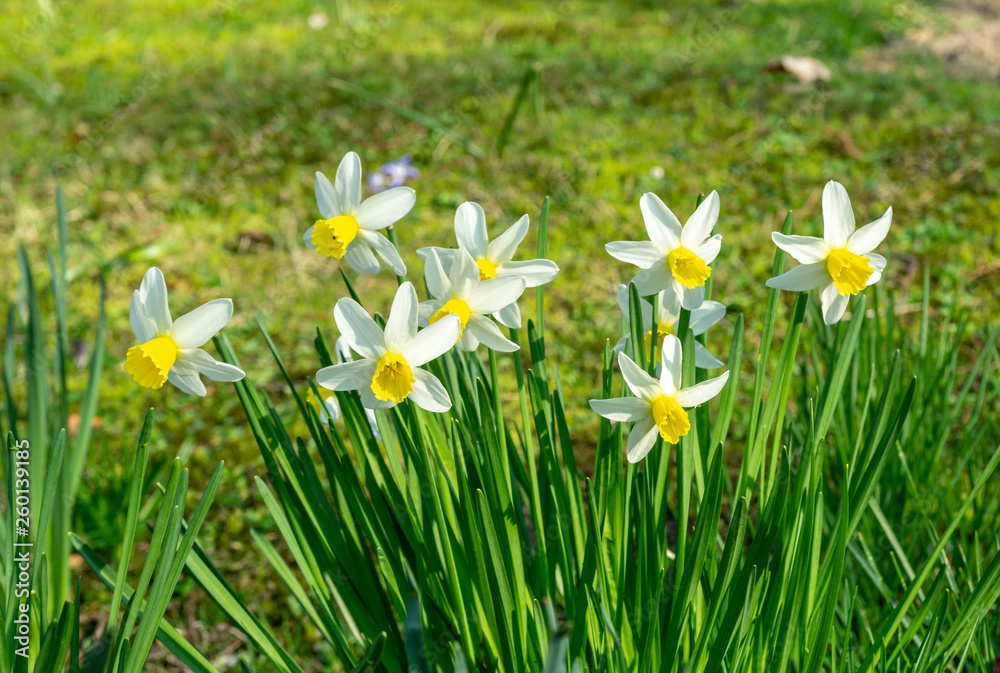 springtime - flowers in the garden springtime - flowers in the garden