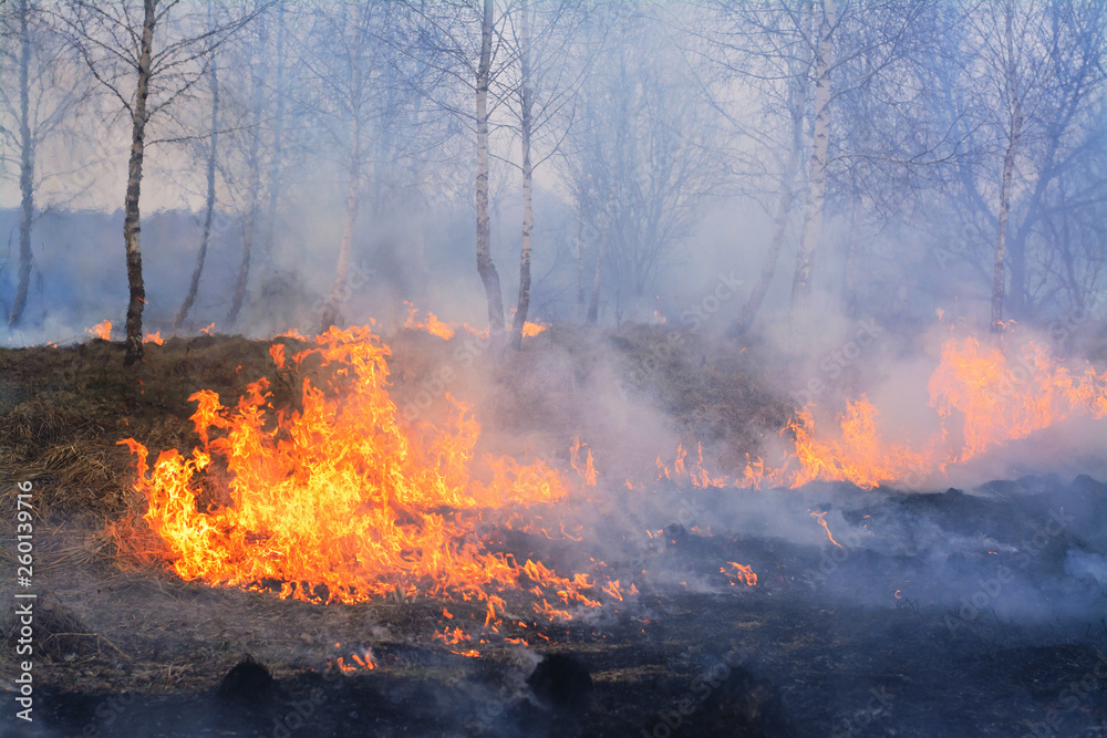 Wild fire burns young birch trees. Forest fire damages environment burns trees and dry grass in spring in the evening