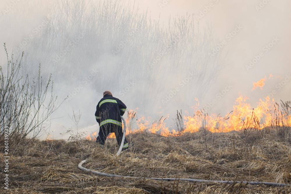 Obraz premium Firefighter tries to put out a forest fire, battling with wild burning grass on a swamp.