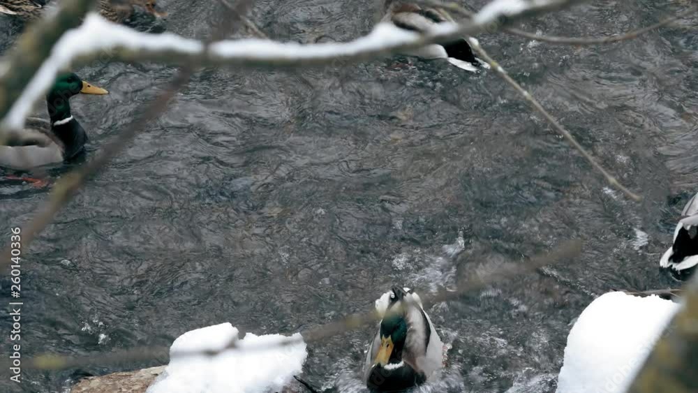 A covey of wild duck is in the river. Ducks swim in winter ice water. Ducks in winter river. Winter ducks snow.